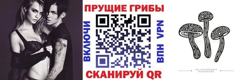 Псилоцибиновые грибы Psilocybine cubensis  Купить где  Кинель 